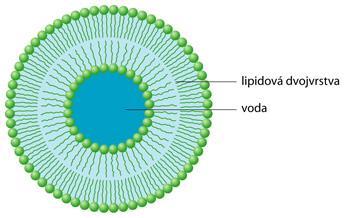 Vznik suspenze vhodných polárních lipidů (např.
