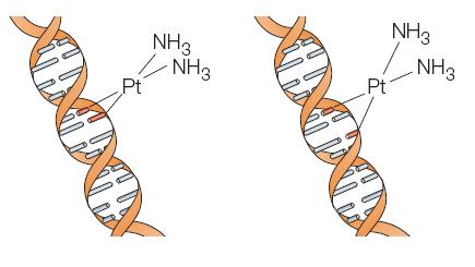 [Cl - ] ex 100mM plasma plasma Cisplatin (II) (lipofóbní) LA-12 (IV) reaktivita lipofilicita (capacity factor HPLC) cytoplasma