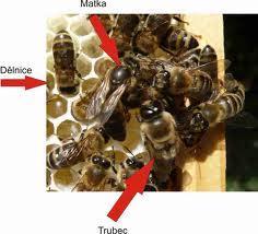 KONTROLNÍ TEST 3: Řešení l. Zapiš typy včel v úlu k obrázku: trubec, matka, dělnice 2. Kterých včel je v úlu nejvíce: dělnic a kterých nejméně: matek 3. Jak se jmenuje sameček včely: trubec 4.