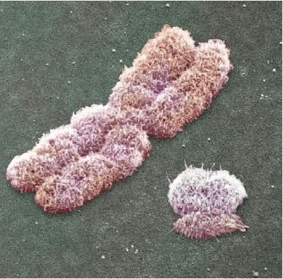 Analýza chromozomu Y závěry o původu moderního člověka na základě mtdna jsou sice přesvědčivé, avšak je potřeba jejich potvrzení použitím jiných zdrojových dat zmiňovali jsme již například práci