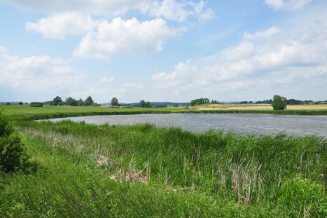 V těchto biotopech se často mísí fauna acidofilních druhů vyšších poloh s teplomilnými brouky otevřené krajiny v nížinách.