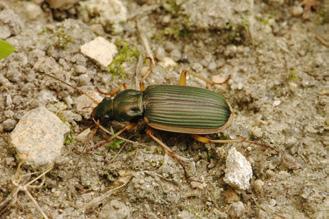 Agonum lugens, Pterostichus elongatus, Diachromus germanus, Amblystomus niger, Chlaenius spoliatus nebo Chlaenius tristis.