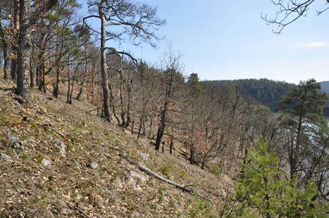 Přírodě blízké lesy V rozsáhlých monokulturách jehličnatých lesů je fauna střevlíků poměrně chudá.