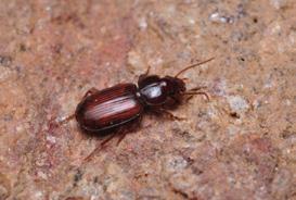 střevlíky Amara equestris, Platyderes rufus, Panagaeus bipustulatus, Cymindis humeralis nebo