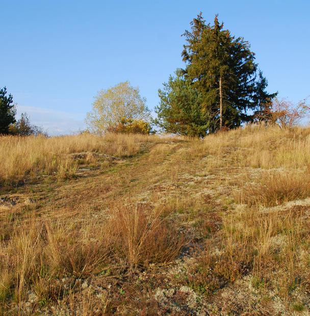 V lesních ekosystémech převládly hospodářské lesy s převahou jehličnanů a díky tomu silně ustoupila typická fauna středoevropských listnatých lesů.