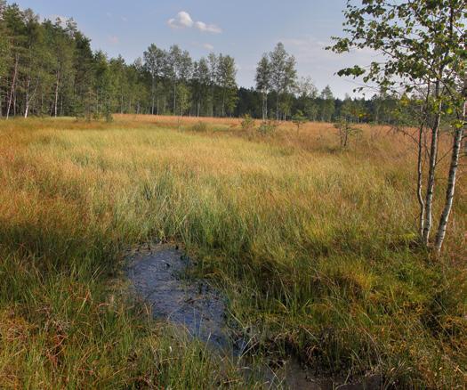 Agonum ericeti, CS zranitelný (VU) Reliktní druh vrchovišť, obývá nezastíněné rašelinné biotopy v horách, v nižších polohách velmi vzácný a vymírající druh.