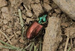 parvula (Dejean, 1831) A Tachyura quadrisignata (Duftschmid, 1812) A Thalassophilus longicornis (Sturm, 1825) R NT Trechoblemus micros (Herbst, 1784) A Trechus obtusus Erichson, 1837 E Trechus