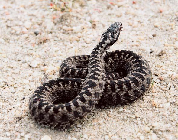 Liberecko Mládû kalouse u atého (Asio otus). Kriticky ohroïená zmije obecná (Vipera berus) Ïije po celém území LuÏick ch hor.