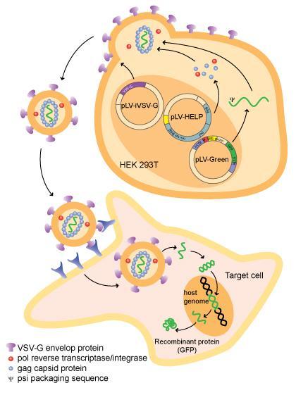 - 14 - Cílená buňka VSV-G protein virové obálky Reversní transkriptáza; integráza Kapsidový protein Balící sekvence Rekombinantní protein Obr.