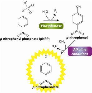 - 17 - Fosfatáza para-nitrofenylfosfát para-nitrofenol Alkalické podmínky para-nitrofenolát Obr.