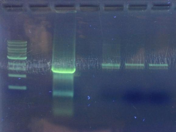 - 40 - enzymy byl plazmid štěpen po dobu 2 hod a výsledek vyhodnocen agarózovou elektroforézou (obr.