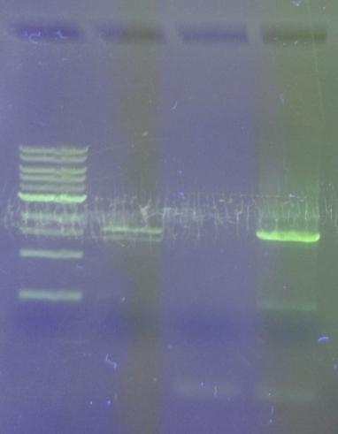 Templáty pro PCR byly plazmidy ptto3c-ssh-seap a ptw5 (SEAP). Reakce byla uskutečněna Deep Vent polymerázou při teplotním programu popsaném v kapitole 4.2.