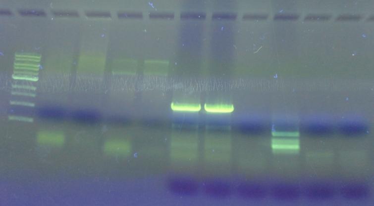 - 49 - Koncentrace vzorku DNA z kolonie č. 2 byla 128 ng/µl, čistota A 260 /A 280 = 2,08. Koncentrace vzorku DNA z kolonie č. 3 byla 38 ng/µl, čistota A 260 /A 280 = 2,08.