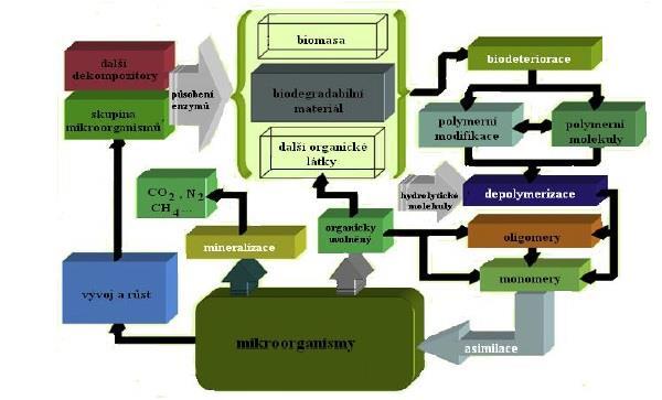 UTB ve Zlíně, Fakulta technologická 19 Obr. 2 - Schéma biodegradace polymeru [19] 2.1.2 Vlastnosti a faktory ovlivňující biodegradaci Biodegradace je umožněna enzymy, které produkují mikroorganismy.