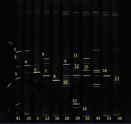 UTB ve Zlíně, Fakulta technologická 74 Pořadí vzorků na gelu bylo následující: 41- vzorek DNA z půdy č. 41, 25- vzorek DNA z půdy č. 25, 3- vzorek DNA z půdy č. 3, 12- vzorek z půdy č.