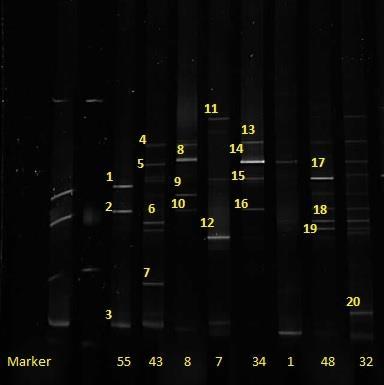 UTB ve Zlíně, Fakulta technologická 77 lů PCR, kde částečně prodlužuje řetězec a může se vázat na templát DNA z jiné podobné sekvence. Pořadí vzorků na gelu bylo následující: 55 - vzorek DNA z půdy č.