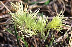 reflexum (rozchodník skalní) Sedum floriferum (rozchodník květonosný) Sedum spurium (rozchodník pochybný)