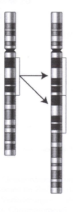 Duplikace znásobení počtu genů translokace část jednoho chromoz.