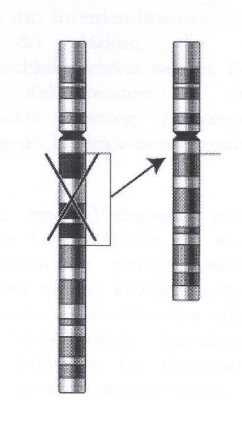 II. Mutace chromozomové (aberace) - strukturální změny uvnitř chromozomu - příčina: zlomy chromatid nebo molekuly DNA -