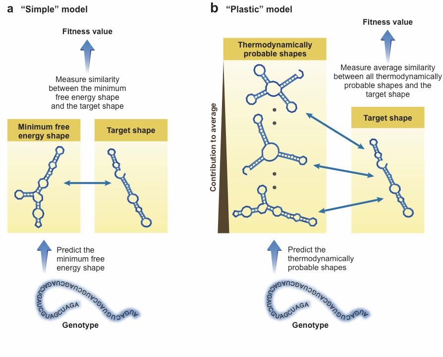 Modely RNA - různé vážení: A-U, G-C, G-U interakcí, penalizace za neodpovídající si báze HOW MUTATIONAL NETWORKS