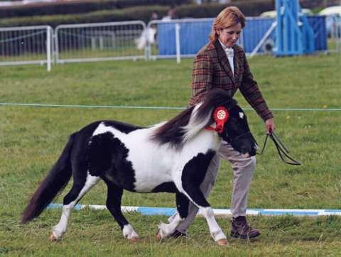 Vítězka své třídy na International show v Belgii 2004. 7. Parlington Quinto - vnučka Percyho, nar.