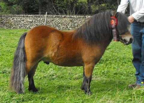 9. Parlington Ulrik - vnuk Percyho, nar. 2007, hnědák, (Parlington Elsa x Parlington Quentin). Zvítězil ve třídě ročků na International Show v Německu 2008.