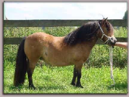 Parlington Molly: dcera Percyho z matky Parlington Pamela. Na International Show v Belgii vybojovala, stejně jako Octavia, druhé místo ve své třídě.