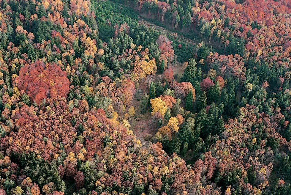Okres Klatovy Národní pfiírodní památka GEOLOGIE NPP leïí vkorábské vrchovinû, na západním aï jihozápadním svahu pod vrchem Îìár (585 m n. m.).