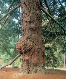 Chudenice 506 54 m V mûra:,98 ha Vyhlá eno: 969 Arboretum, umûle zaloïené v roce 88 jako kolka okrasn ch dfievin, pfieváïnû severoamerick ch, pro zámeck park LázeÀ u Chudenic, souãást chudenického