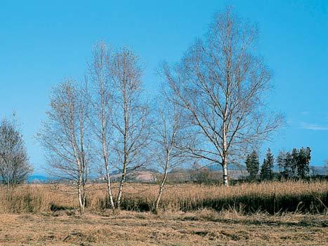 GEOLOGIE Biotitické aï amfibolicko-biotitické drobnozrnné granodiority klatovského typu budují jiïní svahy nad okrajem údolní nivy.