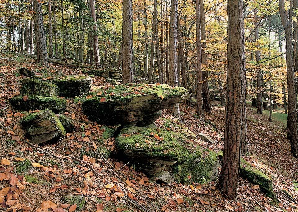 GEOLOGIE PR leïí na pravém jihozápadním svahu neckovitého údolí Divi ovského potoka exp. k JZ.