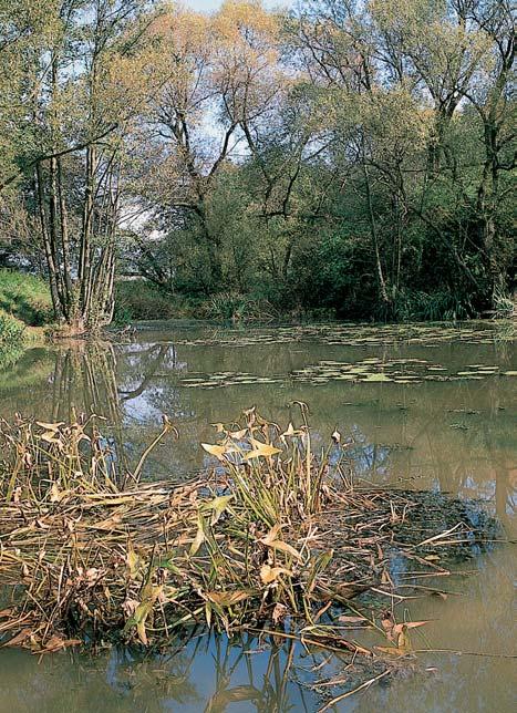 GEOLOGIE Chránûné území leïí na nivních holocenních fluviálních hlinitopísãit ch sedimentech Úhlavy o mocnosti m. Oblast kolem mrtvého ramene fieky pokr vá fluvizem glejová.