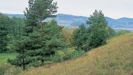 V nejniï ím bodû dna jeskynû jsou dvû jezírka. Krápníková v zdoba zcela chybí. Ve svahu nad jeskyní jsou vytvofieny nedokonalé krapy. Mezi pûdami pfievládá rendzina typická (litická).
