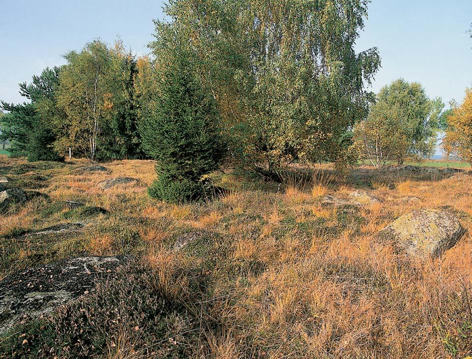 PlzeÀsko a Karlovarsko GEOLOGIE PodloÏní blatensk granodiorit stfiedoãeského plutonu vystupuje ve stfiední a západní ãásti území v balvanit ch v chozech.