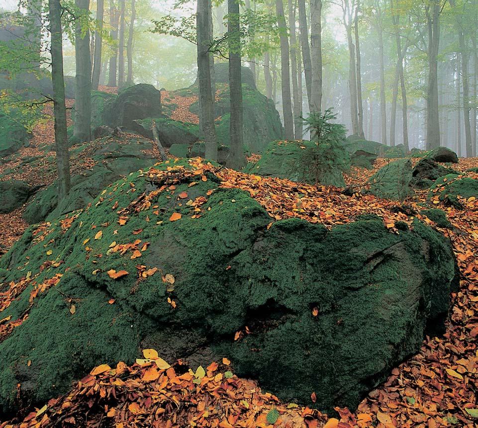 Okres Klatovy památka Velk kámen Zbytek pfiirozeného bukového porostu na západním svahu vrchu Velk kámen (674,3 m n. m.) asi km v chodojihov chodnû od obce BlíÏanovy v Plánické vrchovinû.