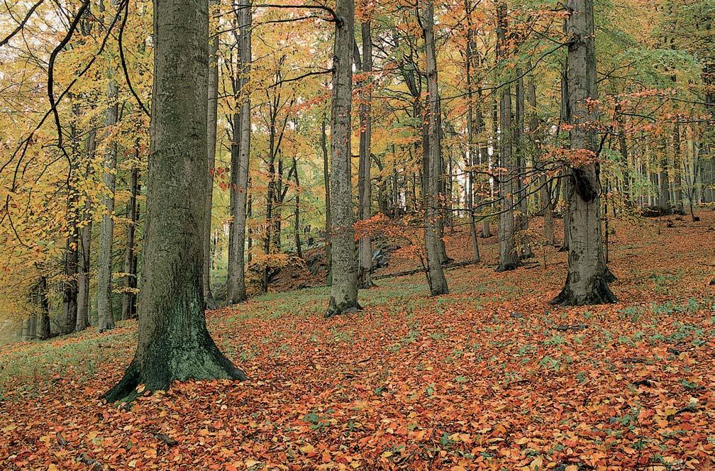 Okres Klatovy rezervace Bûlã Horní ãást jihov chodního svahu vrchu Bûleã (7,6 m n. m.) asi 3 km západnû od obce vihov v komplexu f. o. BranÏovského hvozdu.