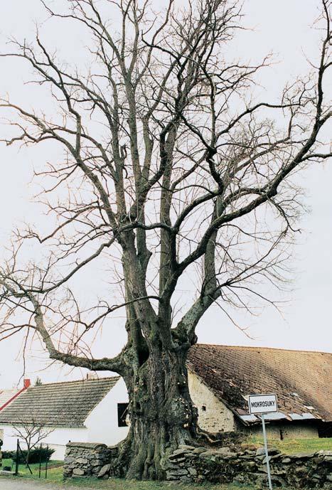 PlzeÀsko a Karlovarsko 4 3 Lípa velkolistá, zv. Lípa u Zelen ch, roste u silnice na okraji obce Mokrosuky. 3 Kaãerensk dub. 4 Lípa v Habarticích. 8. Lípa malolistá, k. ú. Malé Hydãice, p. ã.