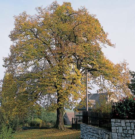Dub letní, Tyr Ûv dub, k. ú. Pfiedslav, p. ã. /4, u rybníãku v severní ãásti obce. O: 597 cm, Vs: 3 m, S: cca 300 let. 50. Lípa velkolistá, k. ú. Sluhov, p. ã. 5/3, ve stfiedu obce.