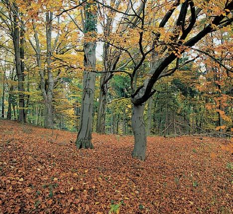 Na vrcholu a na svazích jsou men í skalní v chozy a rozpt lené vápencové bloky. Na svahovinách resp. v chozech vápencû se vyvinuly rendziny (rendzina typická, místy také litická a kambizemní).