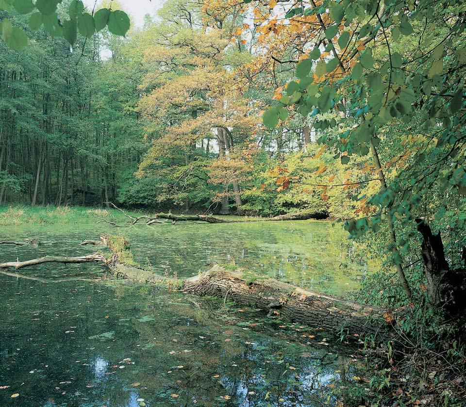 PlzeÀsko a Karlovarsko GEOLOGIE Podkladem severní ãásti území jsou metabazalty ( spility ) svrchního proterozoika, zb vající ãást území leïí na fylitick ch bfiidlicích stejného stáfií.
