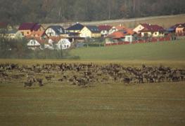 , Olomouc, Šternberk, Zábřeh) protiprávní přiřazování sečí k nezajištěným mladým lesním porostům znečišťování lesa odpady a odpadky nezákonné využívání lesní půdy k jiným účelům než k plnění funkcí