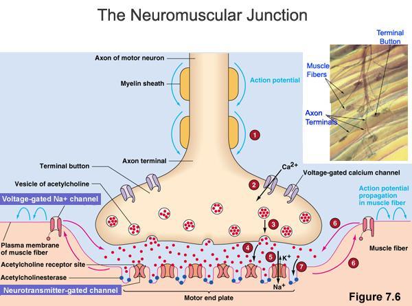 4.5 ANATOMIE NEUROMUSKULÁRNÍHO SPOJENÍ A FYZIOLOGIE SVALOVÉ KONTRAKCE Neuromuskulární spojení se skládá z presynaptické ĉásti (nervové zakonĉení), postsynaptické ĉásti (svalová membrána) a prostorem