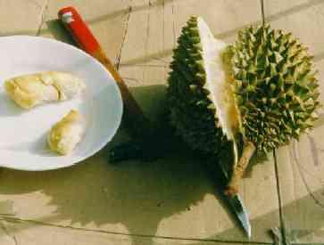 míšky má durian (Durio