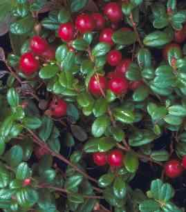 (Vaccinium vitis-idaea) a