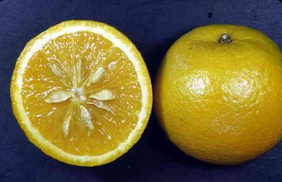 Zvláštním typem cénokarpní bobule je hesperidium citroníku (Citrus, Rutaceae) s oplodím rozlišeným na vnější