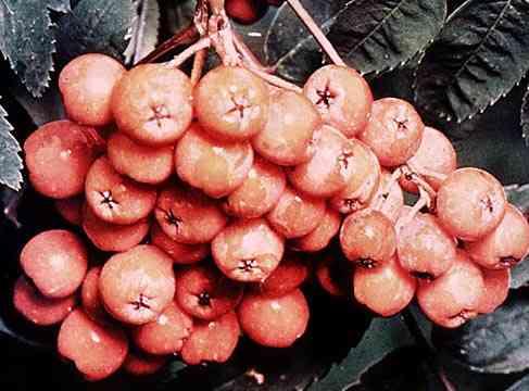 Také jeřabiny (Sorbus,