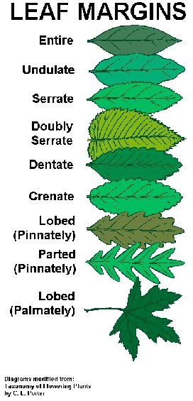 Listy podle charakteru okraje