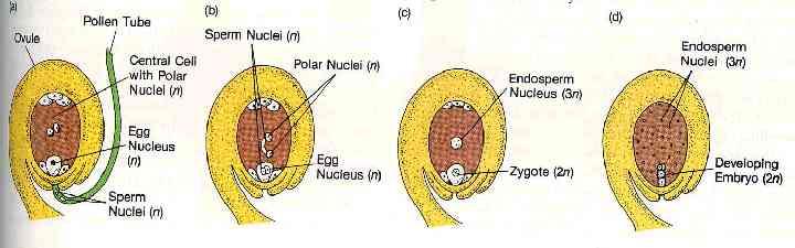 Oplození (angl. fertilization) je dvojí 1.