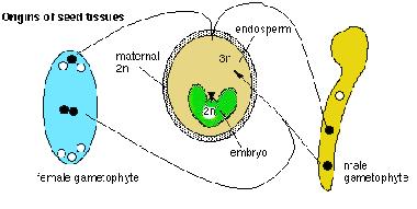 Semeno ze syngamií vzniklé zygoty se diferencuje dvou- nebo jednoděložné embryo z konfluací vzniklého triploidního jádra se diferencuje