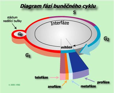 Buněčný cyklus MUDr.